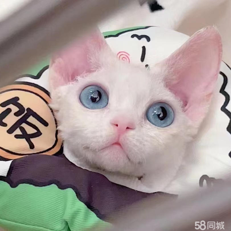 狗狗滴尿怎么回事?揭开背后的秘密